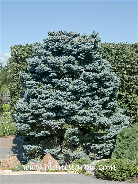 This picture was taken on a very bright day. The plant was actually this blue.